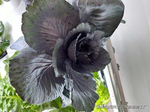 十大家庭水培蔬菜排行榜(水培蔬菜技术哪里能学习培训)插图5
