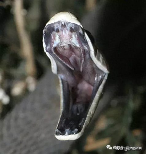 世界上最毒十大毒蛇排行榜(中国蛇毒排名第一)插图16