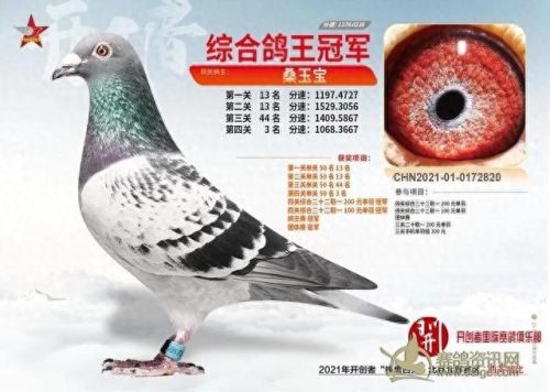 北京十大赛鸽名家排行榜(中国赛鸽名家前10名)插图