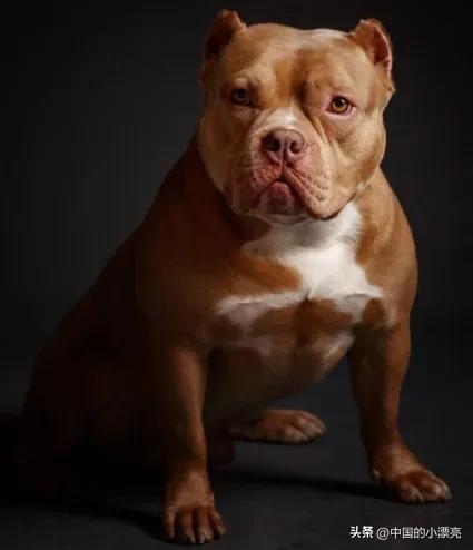国内比特犬十大排行榜(比特犬排行榜第一)插图