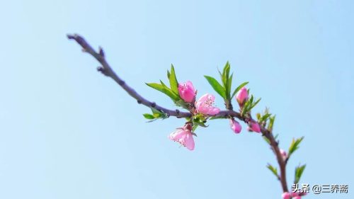 起承转合结构模式什么意思(起承转合结构模式)插图4