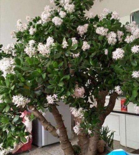 十大最好养的绿植排行榜(镇宅第一名树)插图24
