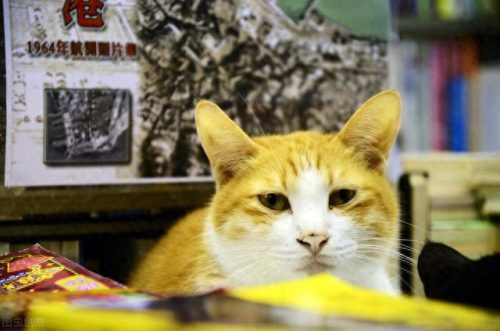 猫奶粉十大排行榜最新(奶猫奶粉口碑最好的前十名)插图