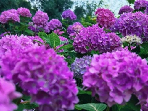 中国十大著名植物园排行榜(国内各大旅游景点排名)插图1
