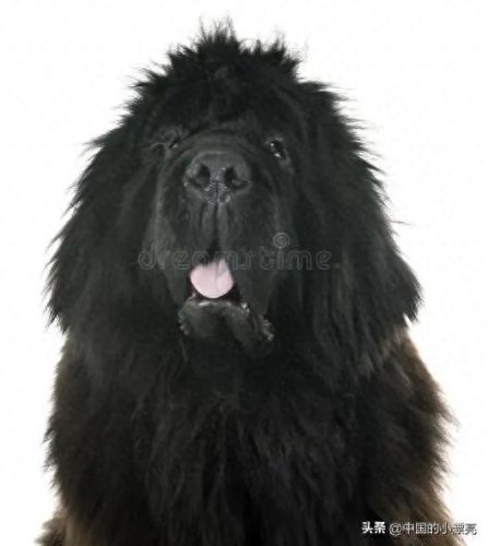 国内比特犬十大排行榜(比特犬排行榜第一)插图2