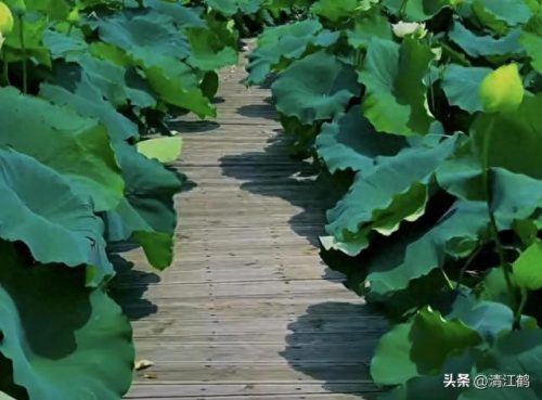 除螨剂十大排行榜(青花椒除螨剂靠谱吗)插图19