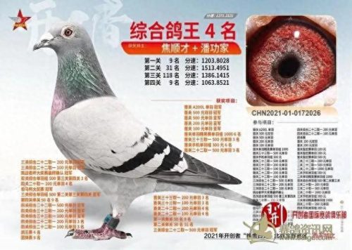 北京十大赛鸽名家排行榜(中国赛鸽名家前10名)插图3
