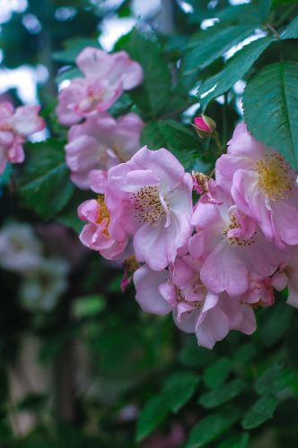 nikond50价格(d5尼康多少钱)插图5