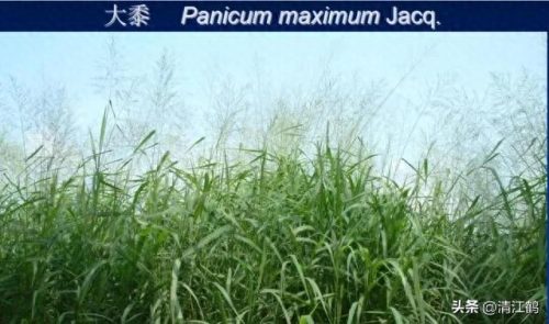 除草剂十大产品排行榜最新(环嗪酮除草剂)插图20