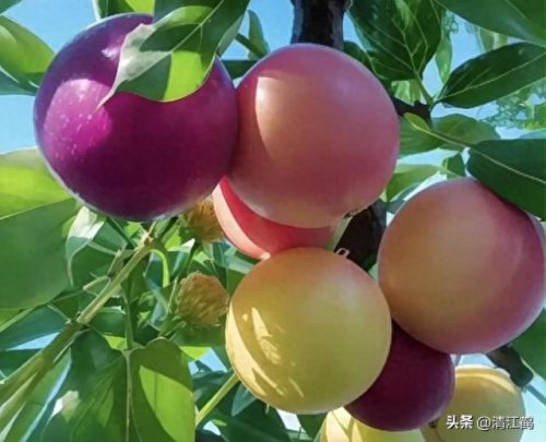除螨剂十大排行榜(青花椒除螨剂靠谱吗)插图16