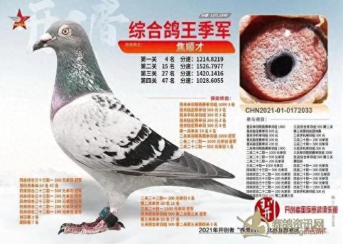 北京十大赛鸽名家排行榜(中国赛鸽名家前10名)插图2