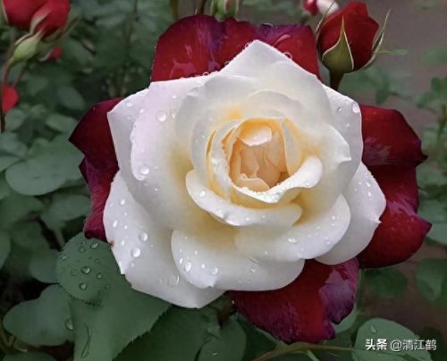 除螨剂十大排行榜(青花椒除螨剂靠谱吗)插图27