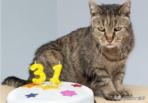 不打猫三联猫咪可以活几年(猫不打猫三联能活多久)插图