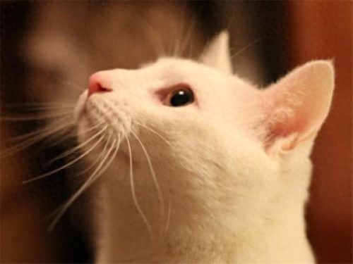 猫丑的十大排行榜(猫的十大排行榜)插图