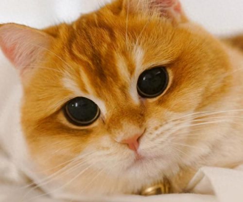 猫界十大男神排行榜图片(养英短猫十大禁忌)插图
