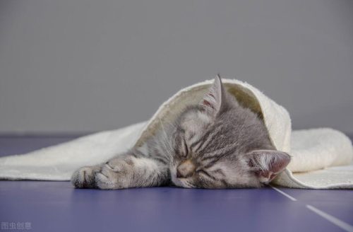 猫鼻支怎么能彻底治好(猫鼻支不治疗会怎么样)插图