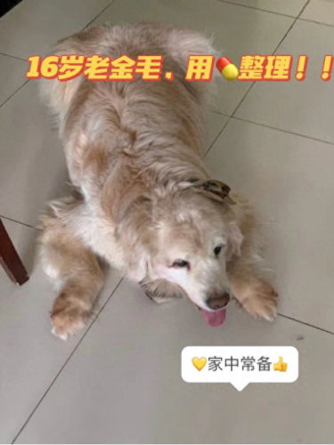 狗狗洗眼液十大排行榜(狗狗十大排行榜)插图