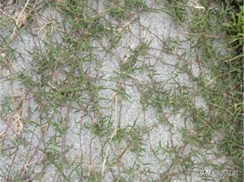 除草剂十大产品排行榜最新(环嗪酮除草剂)插图6