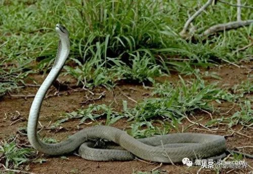 世界上最毒十大毒蛇排行榜(中国蛇毒排名第一)插图15