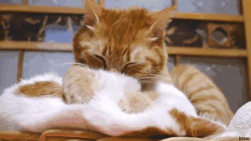 猫咪对着我一边呼噜一边踩奶(猫咪一边踩奶一边叫)插图