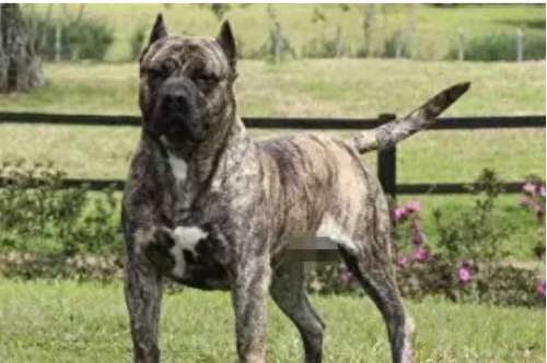 十大最大巨型犬种排行榜(佛山十大禁养犬种)插图12