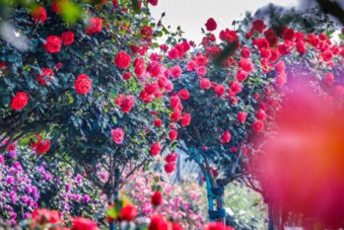 中国十大著名植物园排行榜(国内各大旅游景点排名)插图15