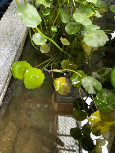 古法养鱼不换水怎么保持清澈(古法养鱼水怎么才会清澈)插图1
