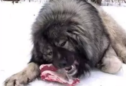 十大最大巨型犬种排行榜(佛山十大禁养犬种)插图5