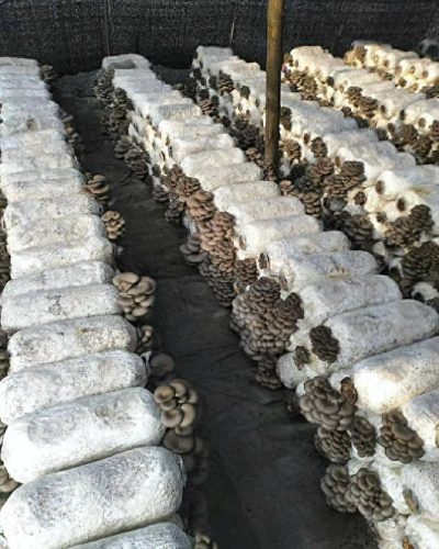 全国菌类种植十大排行榜(种植的菌类有哪些品种)插图20