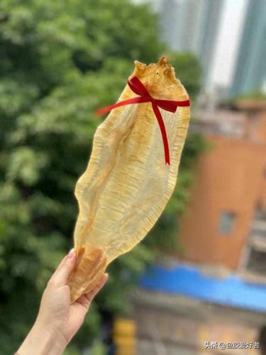什么是鱼胶十大鱼胶排行榜(巴沙鱼鳔价格)插图7