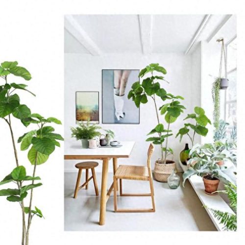 十大最好养的绿植排行榜(镇宅第一名树)插图1