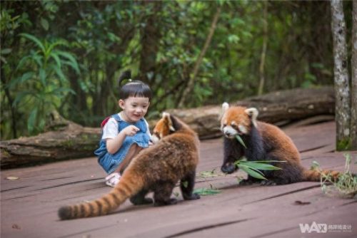 儿童床十大环保名牌排行榜(十大纯实木儿童家具品牌)插图7