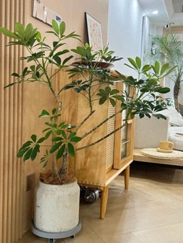 十大最好养的绿植排行榜(镇宅第一名树)插图15