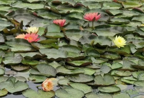 中国十大著名植物园排行榜(国内各大旅游景点排名)插图45