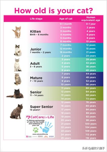 不打猫三联猫咪可以活几年(猫不打猫三联能活多久)插图1