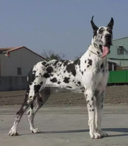 十大最大巨型犬种排行榜(佛山十大禁养犬种)插图1