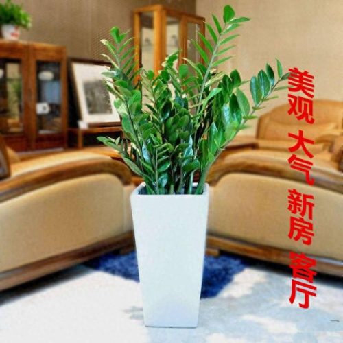十大最好养的绿植排行榜(镇宅第一名树)插图19