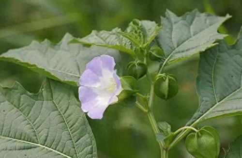 十大补品药材排行榜最新图片(十大补品药材之最)插图19
