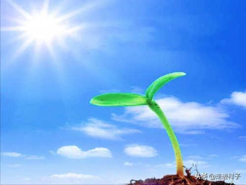种子的传播方法二年级 (植物传播种子方式)插图3