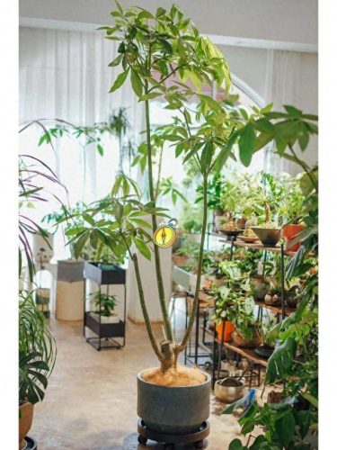 十大最好养的绿植排行榜(镇宅第一名树)插图3