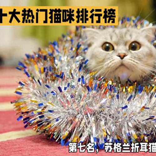 十大顶级猫条排行榜最新(十大良心猫罐头排行榜)插图