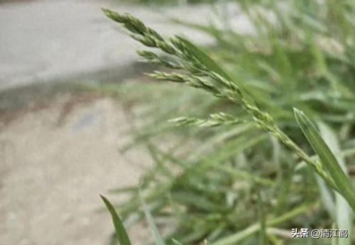除草剂十大产品排行榜最新(环嗪酮除草剂)插图13