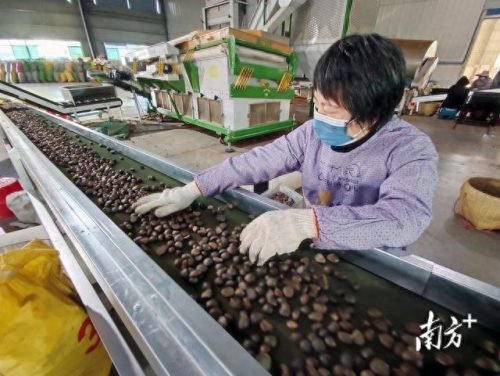 十大茶油知名品牌排行榜(茶油十大品牌排名)插图