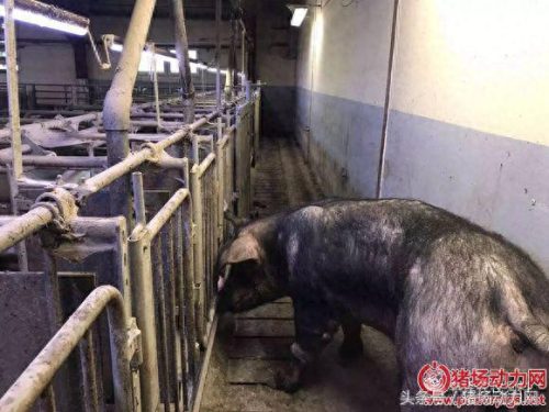 美国十大养猪厂排行榜图片(国外最近的大型养猪场)插图18