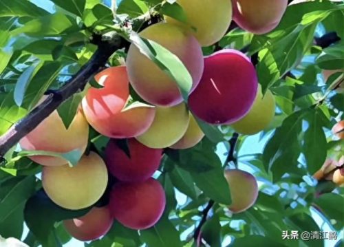 除螨剂十大排行榜(青花椒除螨剂靠谱吗)插图15