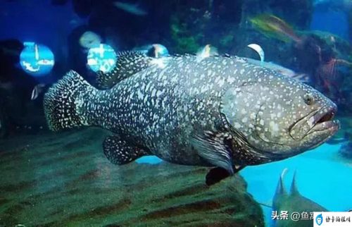 80斤石斑鱼能卖多少钱(最普通的石斑鱼30斤卖多少钱)插图3