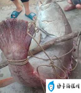 80斤石斑鱼能卖多少钱(最普通的石斑鱼30斤卖多少钱)插图2