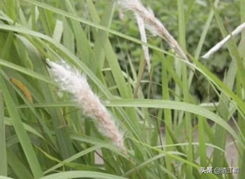 除草剂十大产品排行榜最新(环嗪酮除草剂)插图23