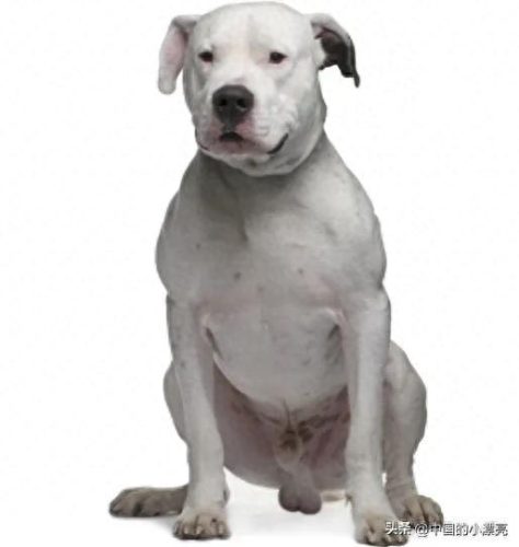 国内比特犬十大排行榜(比特犬排行榜第一)插图1