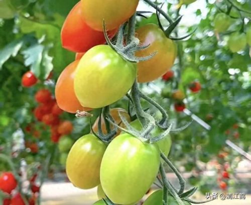 除螨剂十大排行榜(青花椒除螨剂靠谱吗)插图2
